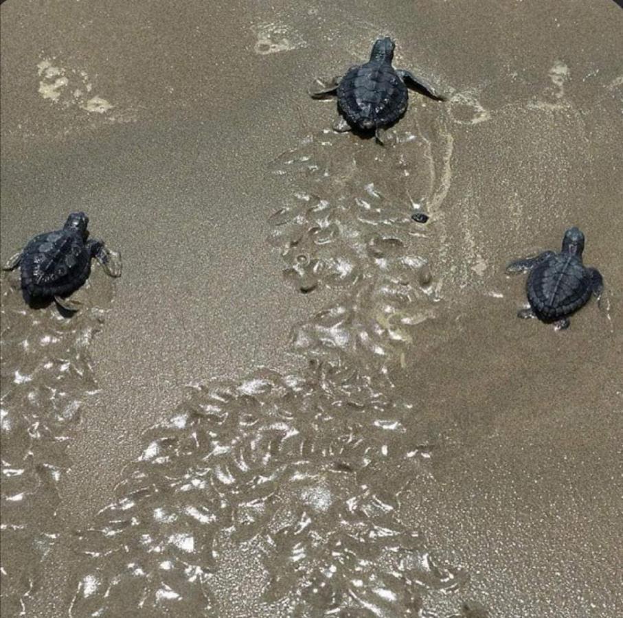 Turtle Guest House スール エクステリア 写真