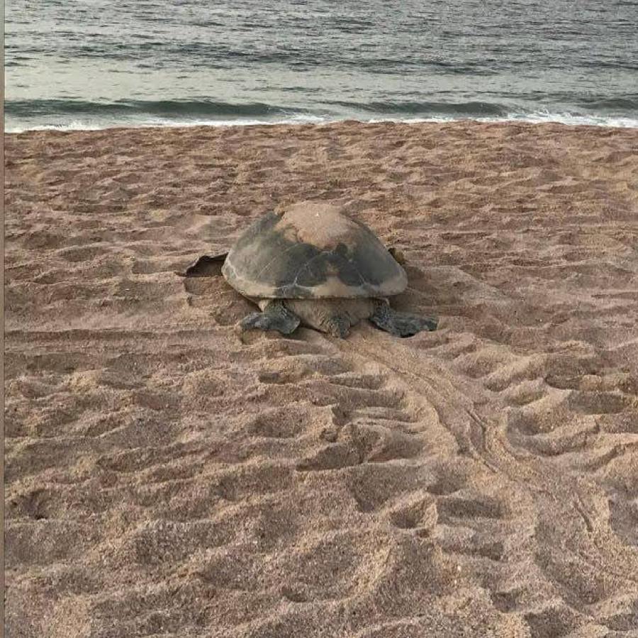 Turtle Guest House スール エクステリア 写真