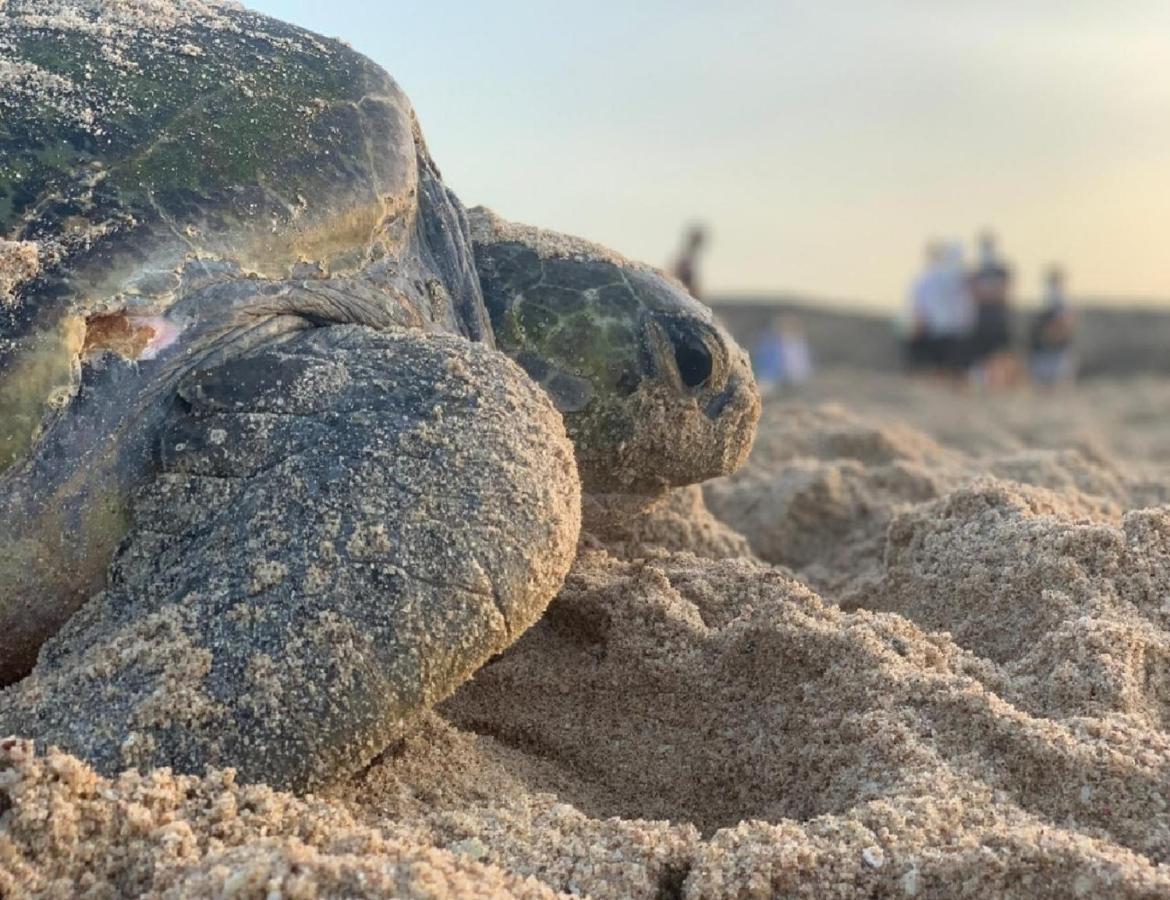 Turtle Guest House スール エクステリア 写真