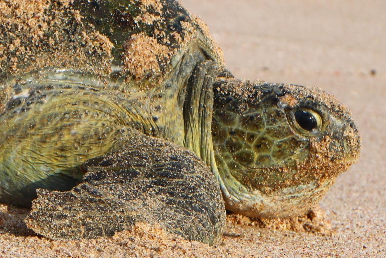 Turtle Guest House スール エクステリア 写真