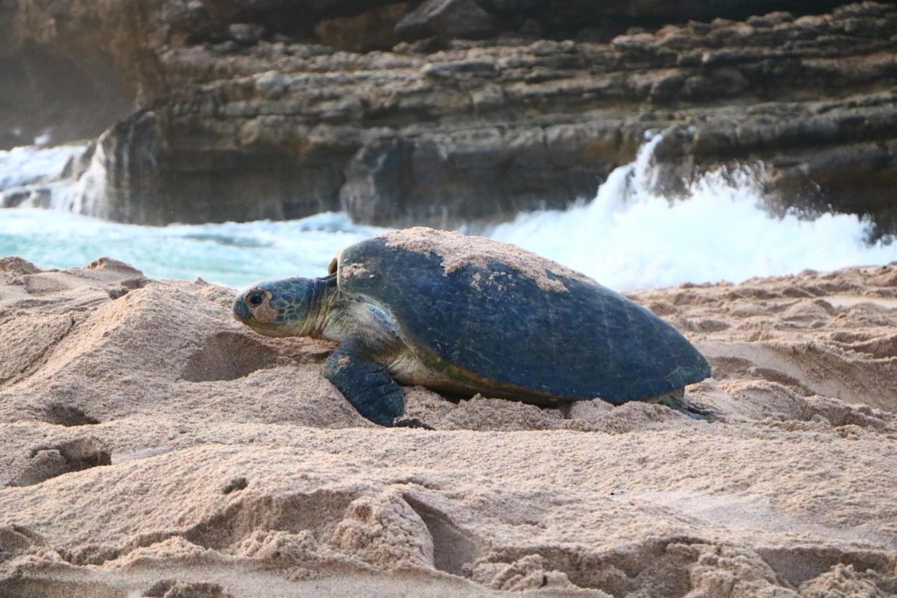 Turtle Guest House スール エクステリア 写真