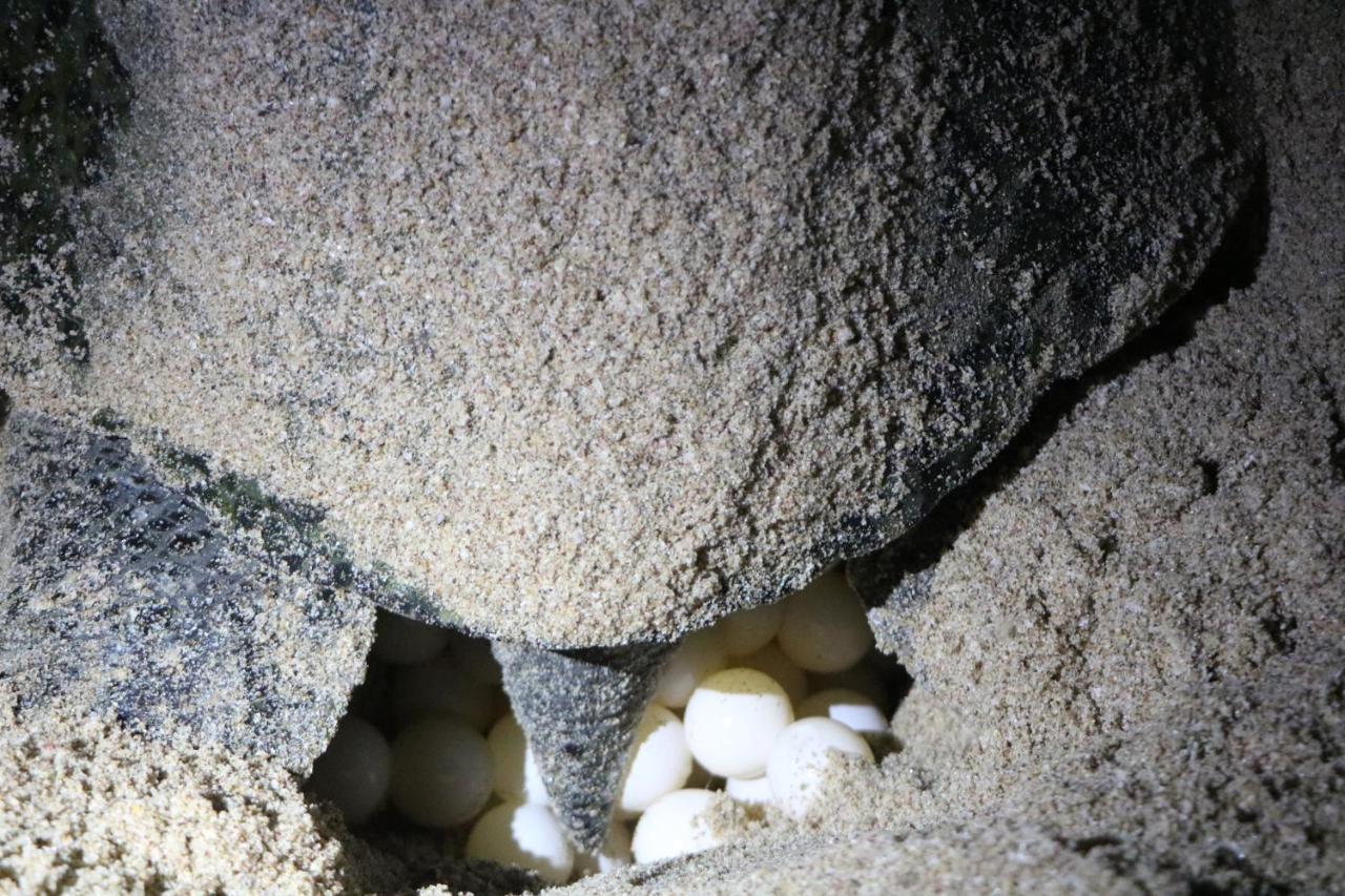 Turtle Guest House スール エクステリア 写真