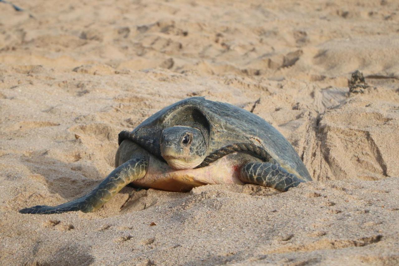 Turtle Guest House スール エクステリア 写真