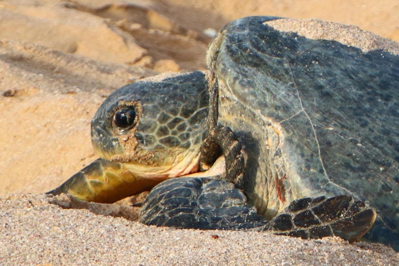 Turtle Guest House スール エクステリア 写真